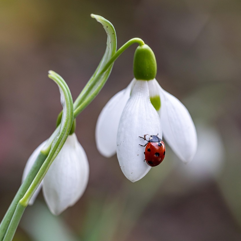 Photo de Monsieur Michel CHANOIX