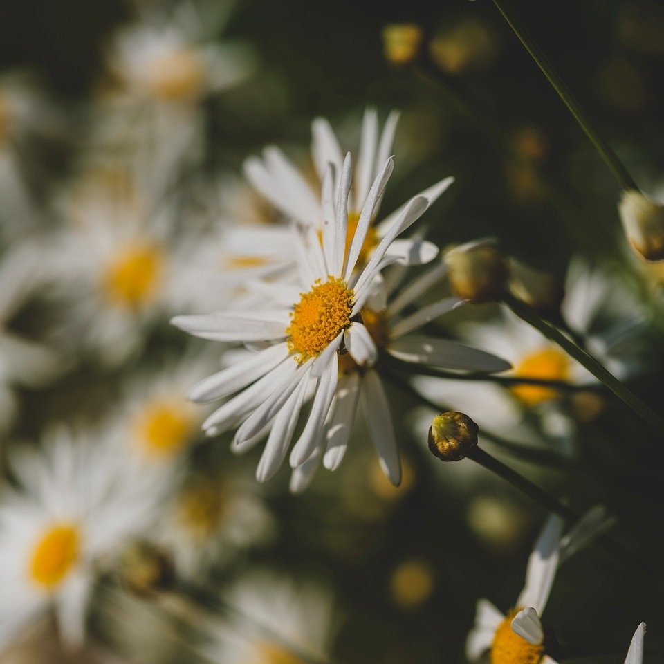 Photo de Danièle DEVERS